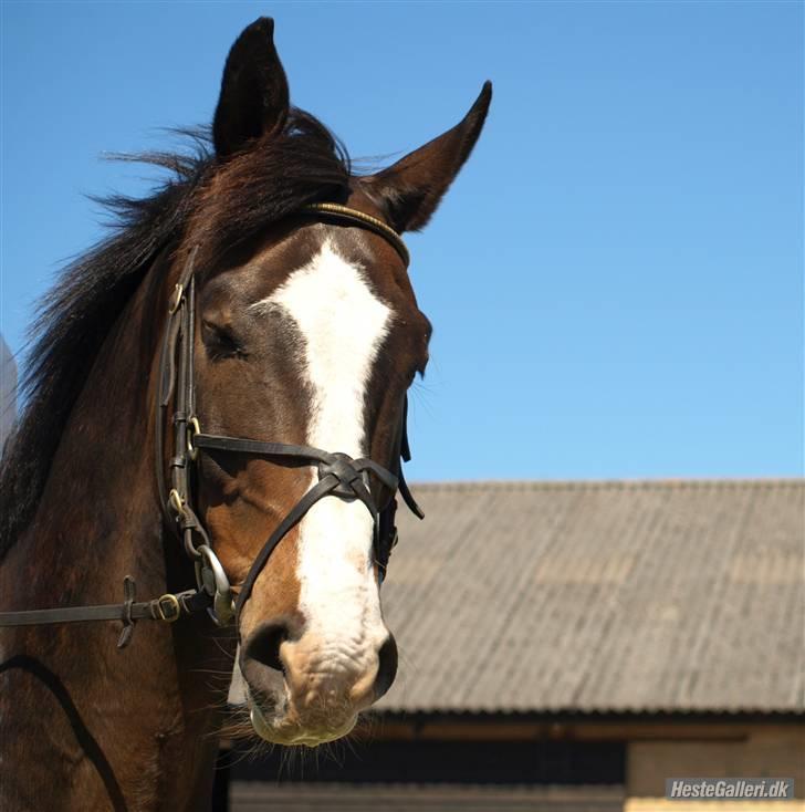 Dansk Varmblod Castor (Solgt) billede 10