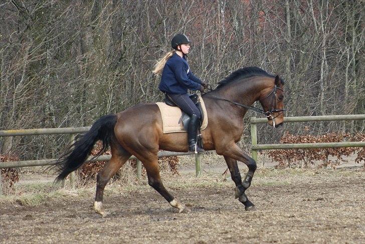 Dansk Varmblod Entertainer - Skøn op ad bakke galop, marts 2010 billede 13