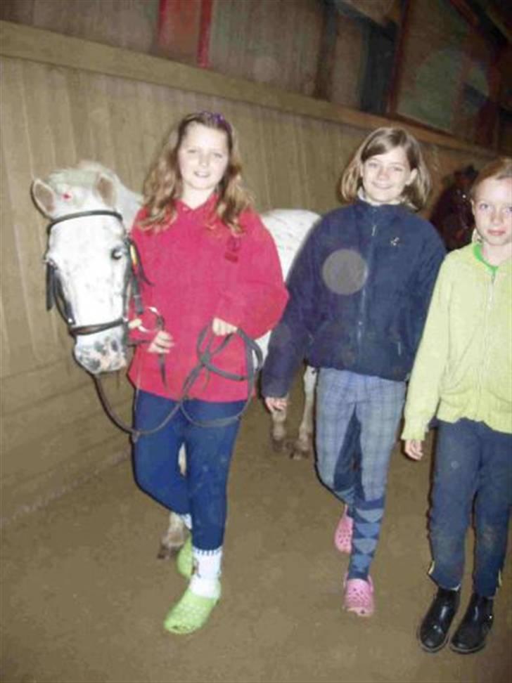 Anden særlig race Snøvsen (rideskolepony) - Snøvs til strigle konkurence med mig caro og bolette. billede 12