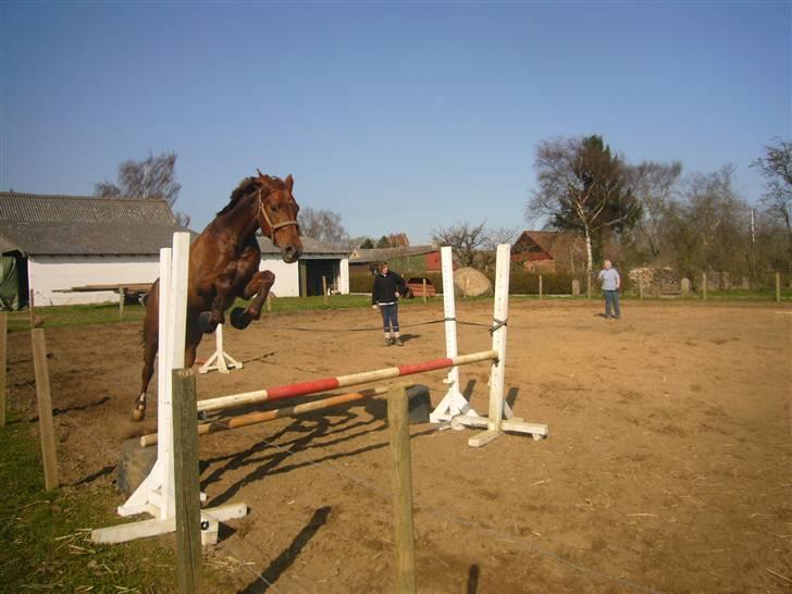 Hannoveraner Merci  - jaja.. hun KAN godt springe xD billede 15
