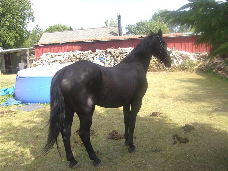 Oldenborg Lucky Star R.I.P - Da jeg  lige havde fået  ham, et sørgeligt syn. En træt gammel hest uden livsmod tilbage   aug. 08 billede 13