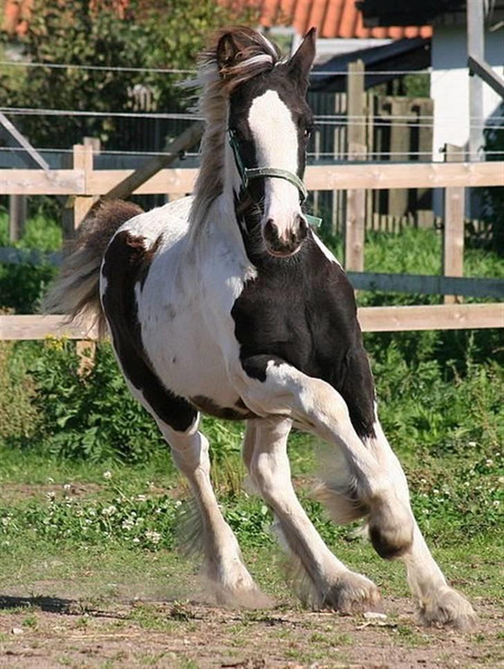 Irish Cob Sir Lancelot of Irish - Er han ikke bare fantastisk ?!! Han har i hvertfald vundet mit hjerte .. billede 1