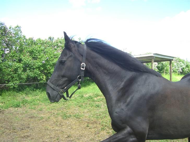 Oldenborg Lucky Star R.I.P - maj 2009 21 år billede 14