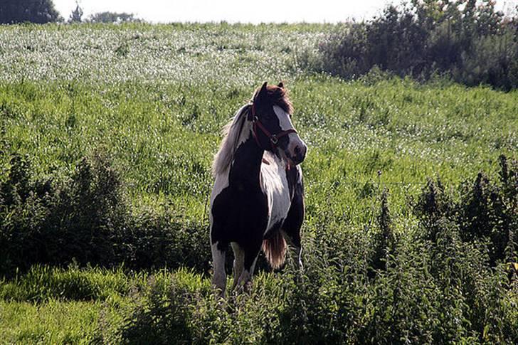 Irish Cob Sir Lancelot of Irish - Han er jo en ægte supermodel <3 billede 3
