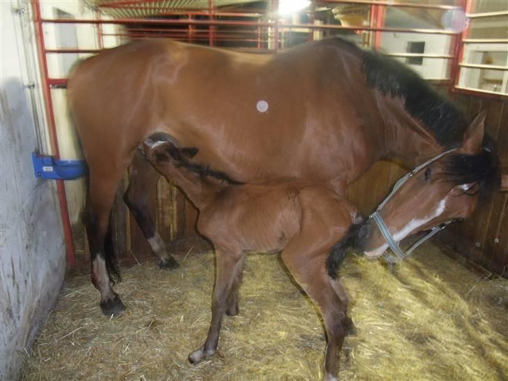 Dansk Varmblod Hesselgårdens Alina billede 4