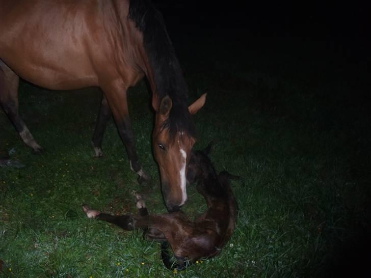 Dansk Varmblod Hesselgårdens Alina billede 5