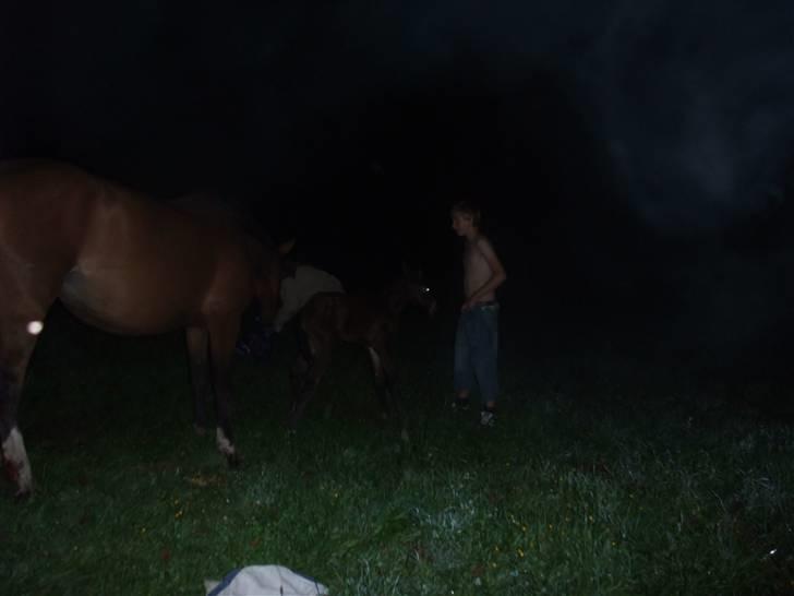 Dansk Varmblod Hesselgårdens Alina billede 6