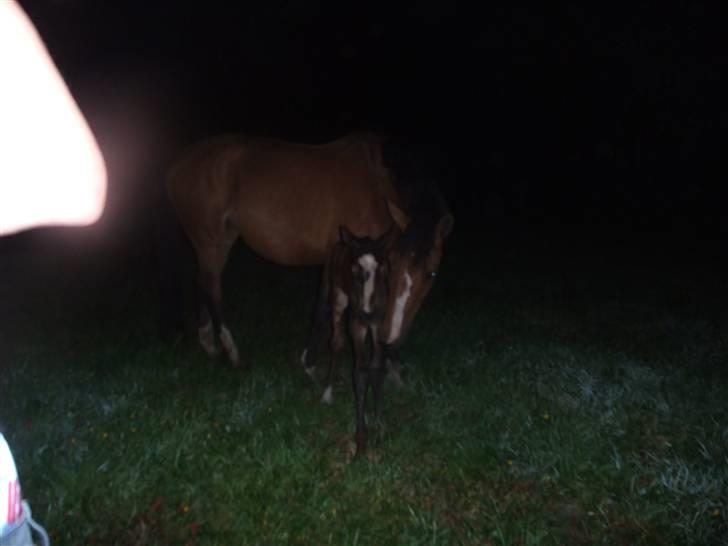 Dansk Varmblod Hesselgårdens Alina billede 7