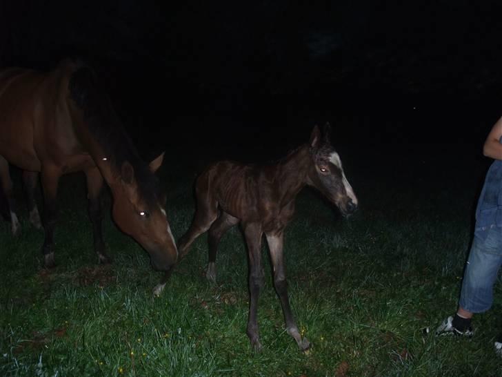 Dansk Varmblod Hesselgårdens Alina billede 8
