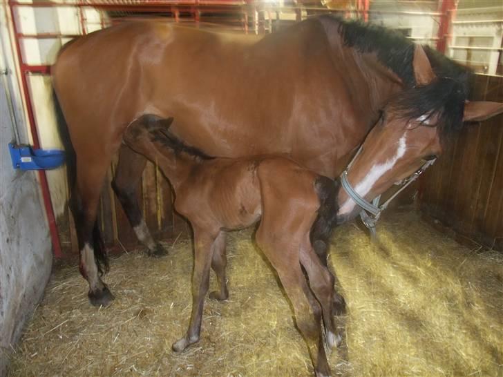 Dansk Varmblod Hesselgårdens Alina billede 9