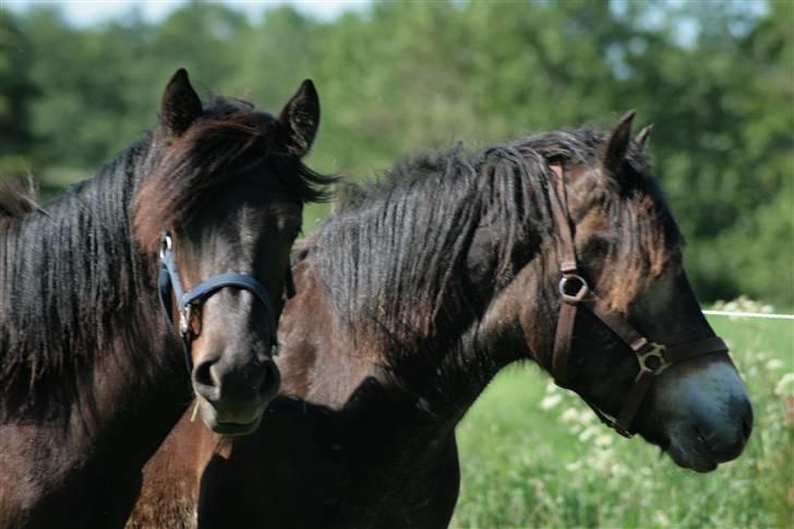 Nordsvensk Skovhest Tobak (RIP 15.juni 09) billede 8