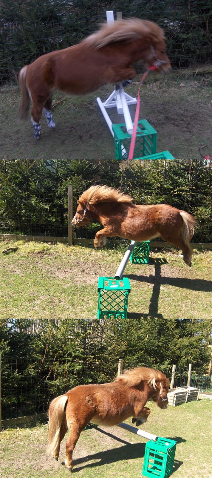 Anden særlig race Sille ll - Hun er syyyg til at springe! <3 billede 6