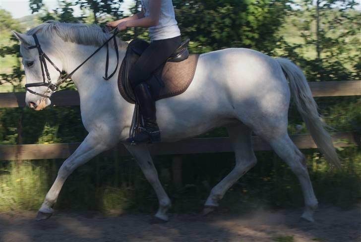 New Forest Odbjergs Batik - dressur træning d. 1 juni 2009 billede 15