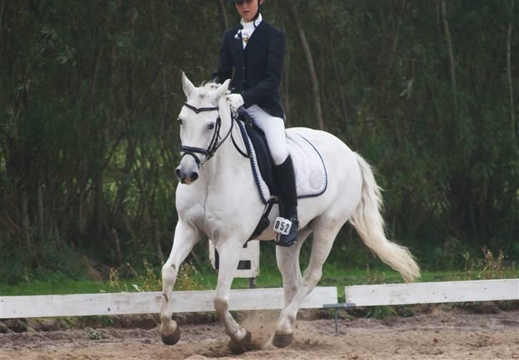 New Forest Odbjergs Batik - dressur træning d. 1 juni 2009 billede 18