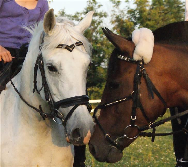 New Forest Odbjergs Batik - Katinka og batik er så søde sammen ;D d. 1 juli billede 19