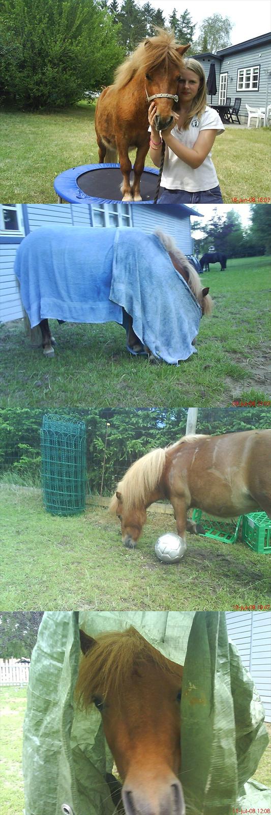 Anden særlig race Sille ll - Øvelser som hun var ligeglad med (:<3 billede 7