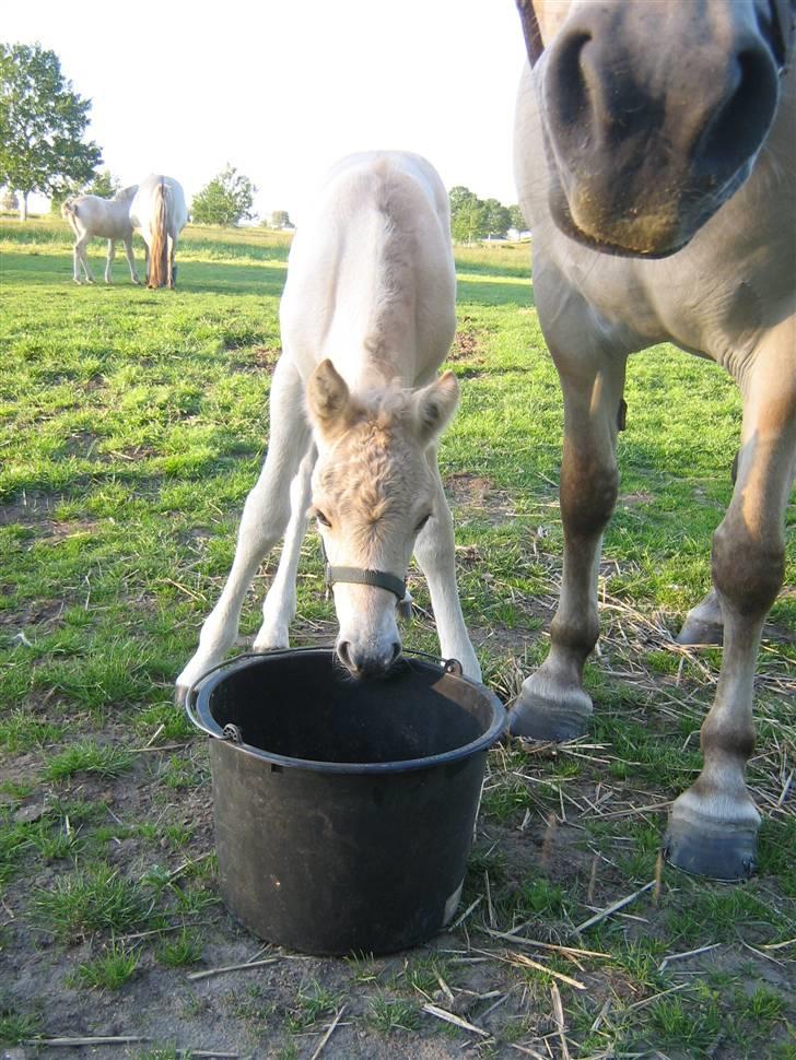 Fjordhest Isabella Strødam billede 7