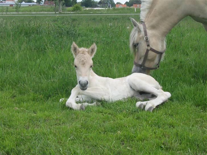 Fjordhest Isabella Strødam billede 8