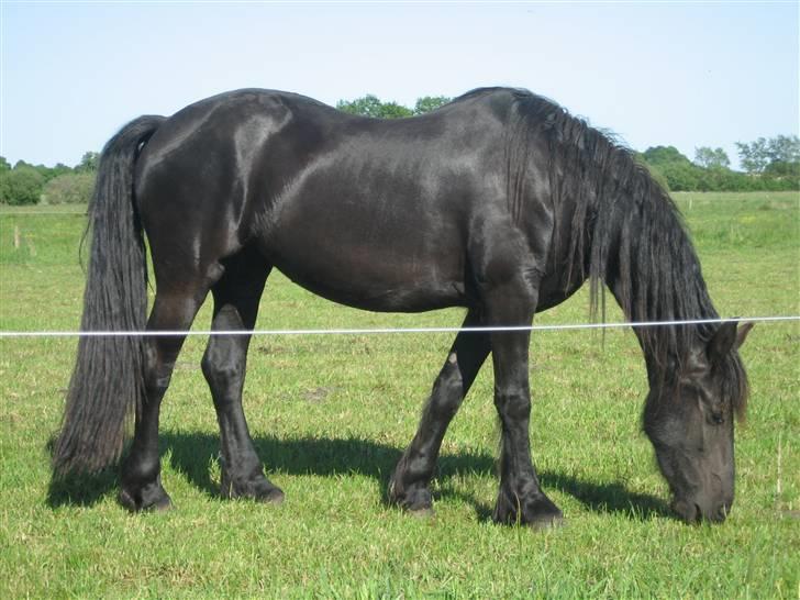 Frieser leika solgt billede 6