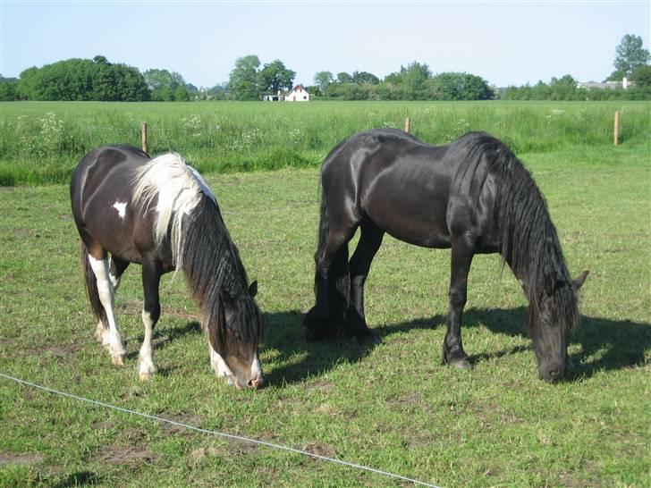 Frieser leika solgt billede 7