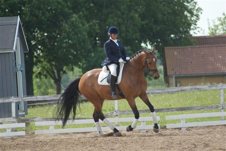 Dansk Varmblod Slandine-W RDH - Dine & Mor, stævne BOR 2009 - LA2 billede 16