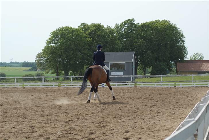 Dansk Varmblod Slandine-W RDH - Dine & Mor, stævne BOR 2009 - LA2 - Schenkelvigning billede 17