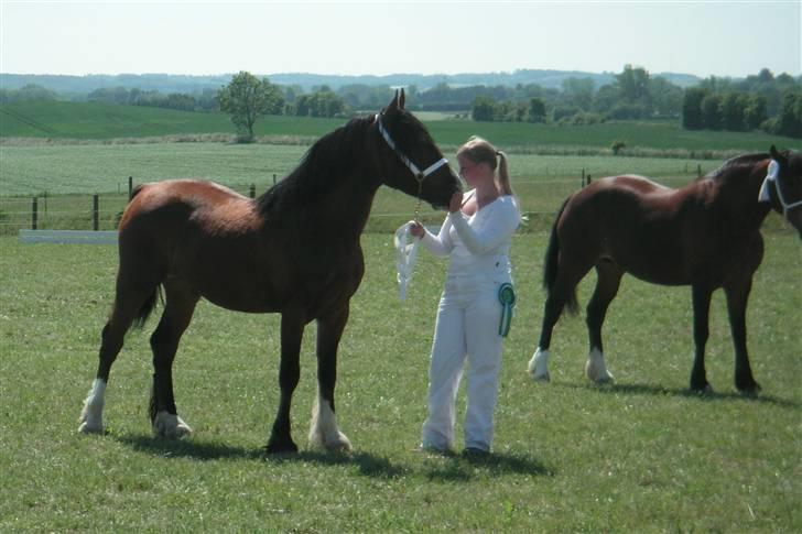 Welsh Cob (sec D) Lillelunds D'Artagnan - Her har vi lige fået vores 3. plads og en stolt ejer roser sin hest. billede 9