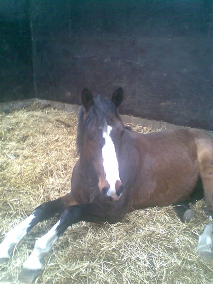 Dansk Varmblod Cello billede 2