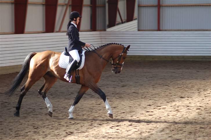 Dansk Varmblod Cello billede 4