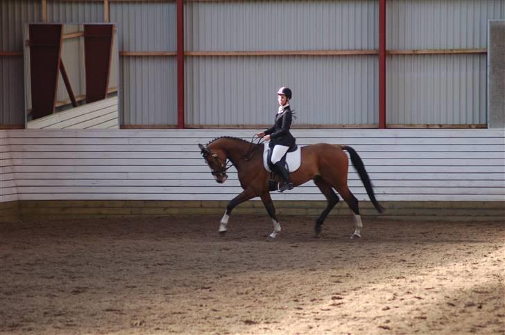 Dansk Varmblod Cello billede 6