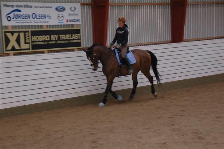 Dansk Varmblod Cello billede 8