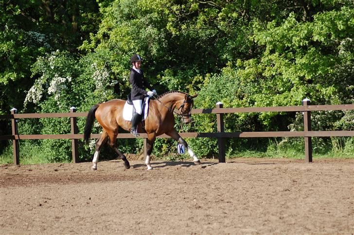 Dansk Varmblod Cello billede 9