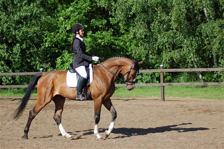 Dansk Varmblod Cello billede 12