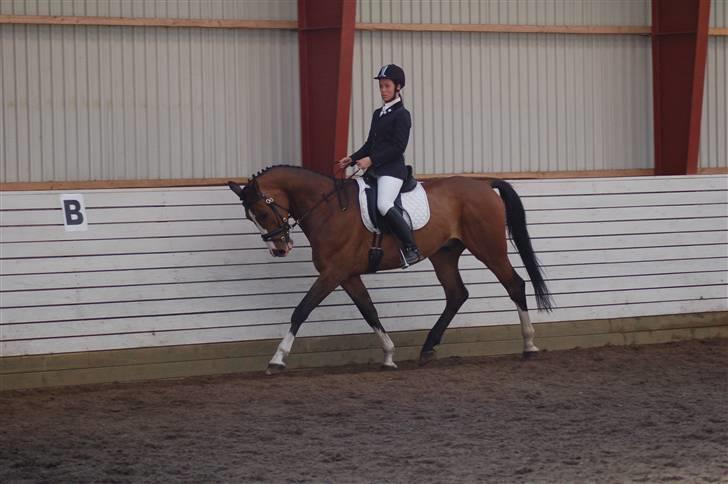 Dansk Varmblod Cello billede 15