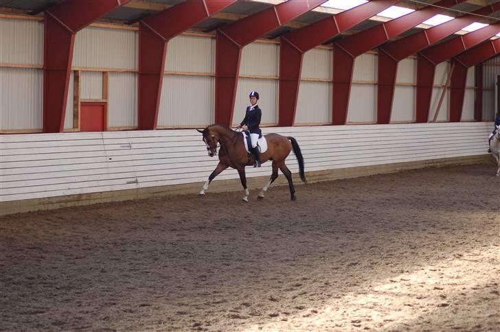 Dansk Varmblod Cello billede 16