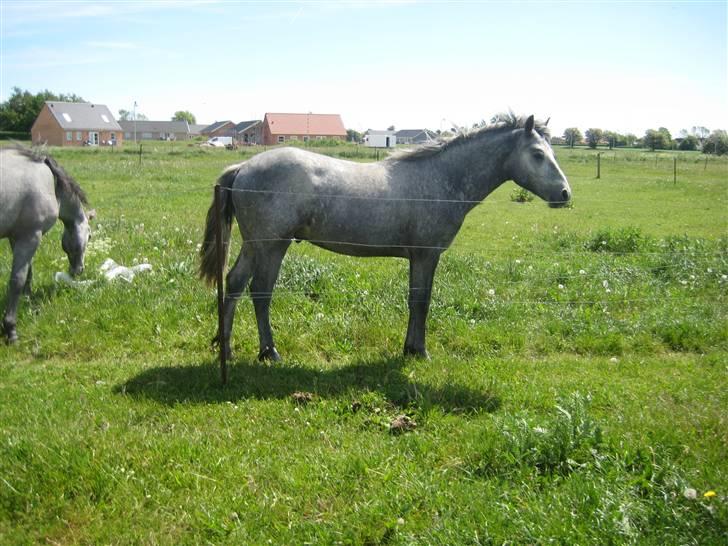 Connemara Elmelys Big Mountain Boy billede 7
