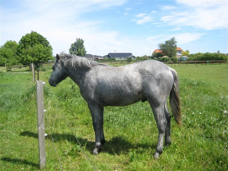 Connemara Elmelys Big Mountain Boy billede 8