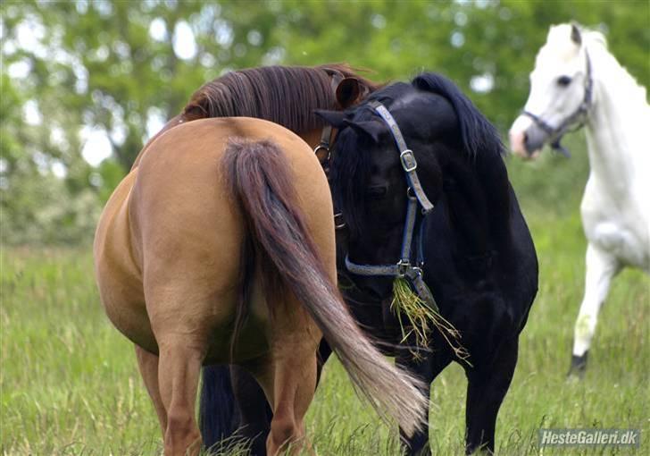 Welsh Cob (sec D) Tolstrups Kahjal - Kahjal på sommergræs. Billede: Katrine billede 5