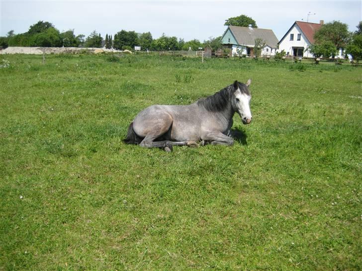 Connemara Elmelys Jack - Tager lige en slapper billede 6