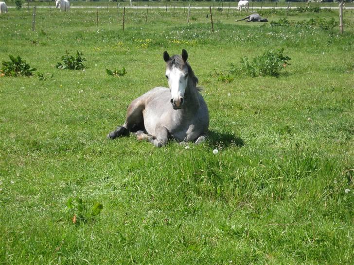 Connemara Elmelys Jack - Puha det er varmt i dag billede 7