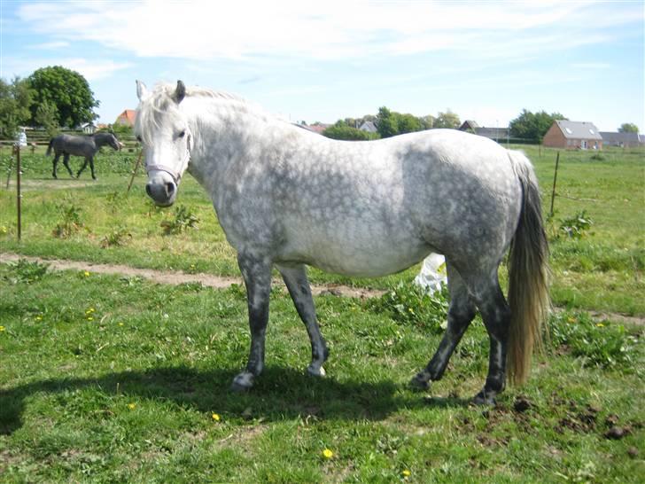 Connemara Elmelys River Dance  - Ca. en mdr. til foling billede 7