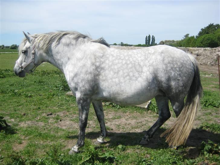 Connemara Elmelys River Dance  - Glæder mig til den lille ny billede 8