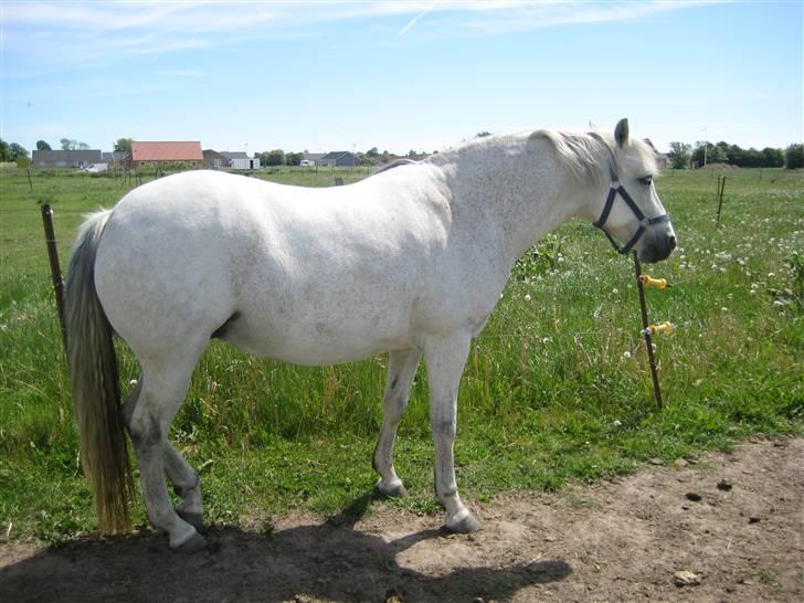Connemara Elmelys Jasmin - Sover lige lidt i varmen billede 7