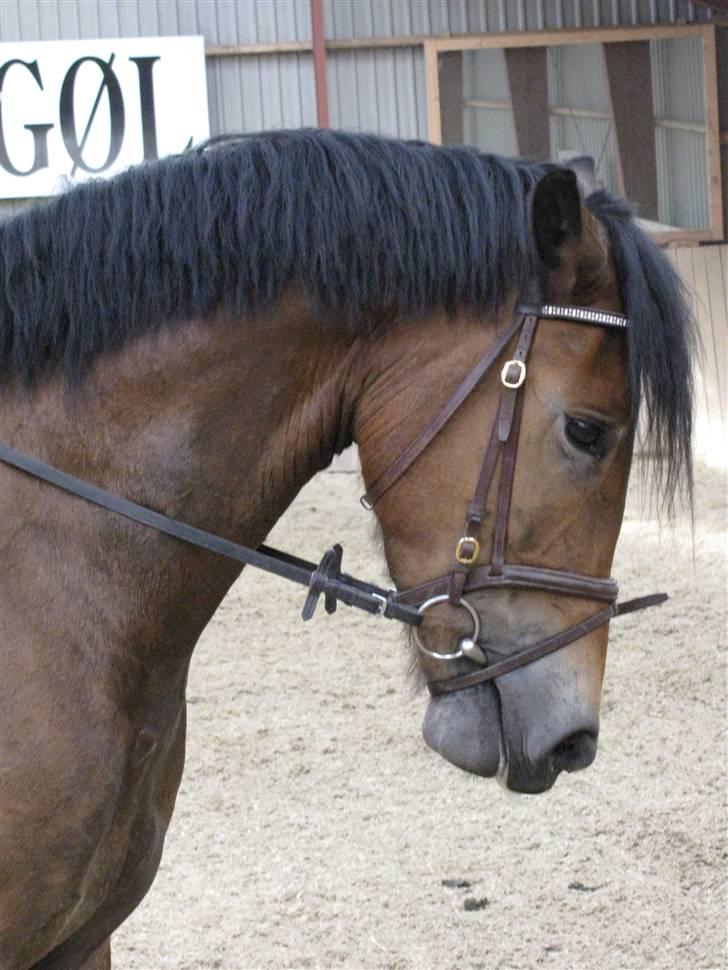 Dansk Varmblod Bounty - Velkommen til Bountys profil <3  fotograf: mor billede 3