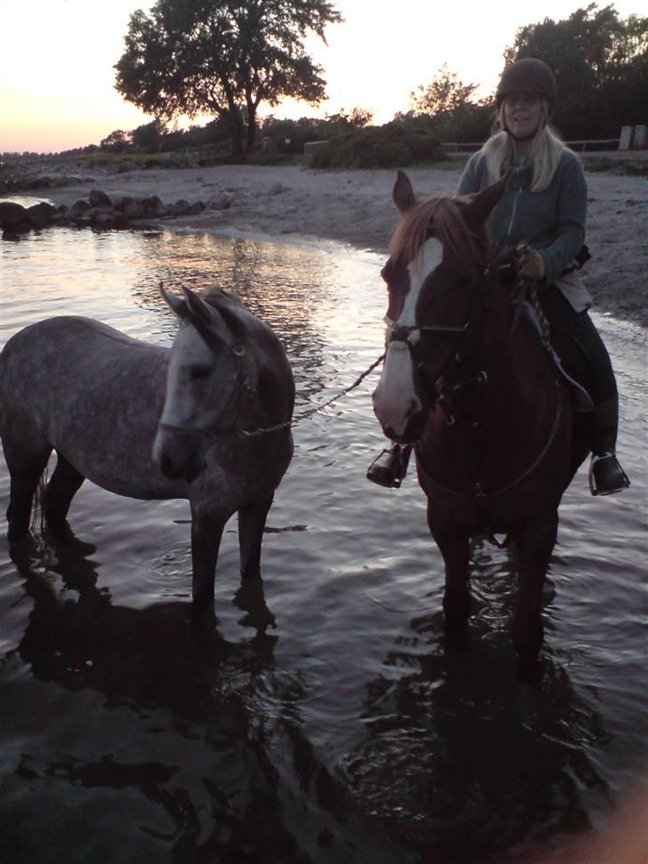 Dansk Varmblod Gaross billede 7