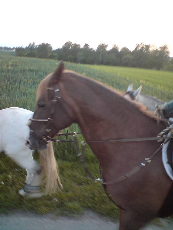 Dansk Varmblod Gaross billede 8