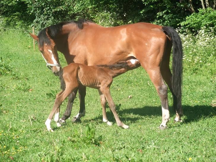 Dansk Varmblod Hesselgårdens Alina billede 11