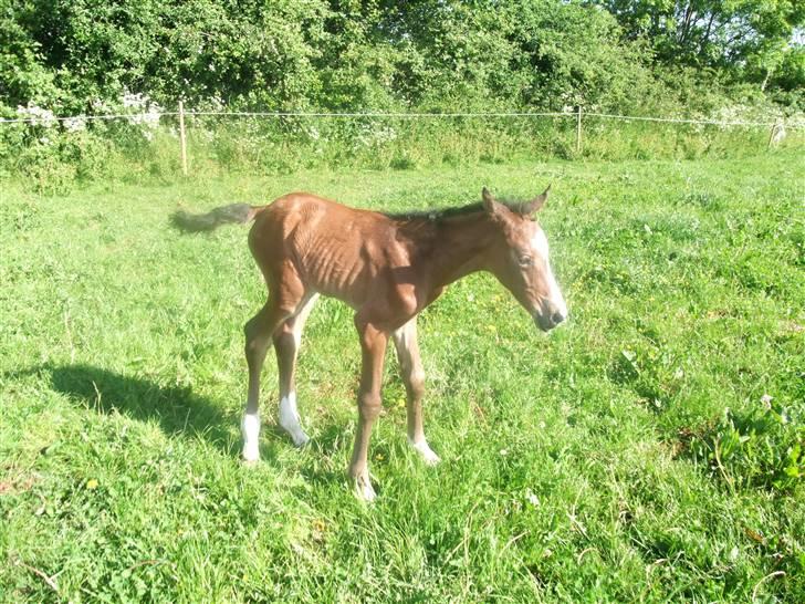 Dansk Varmblod Hesselgårdens Alina billede 13