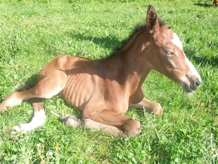 Dansk Varmblod Hesselgårdens Alina billede 14