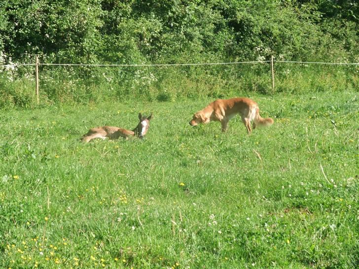 Dansk Varmblod Hesselgårdens Alina billede 15